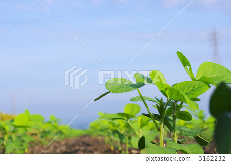 Summer soybean field 3162232