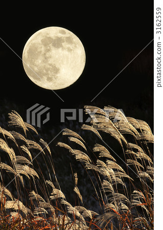 Susuki and the full moon 3162559