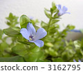 Water Bacopa 3162795
