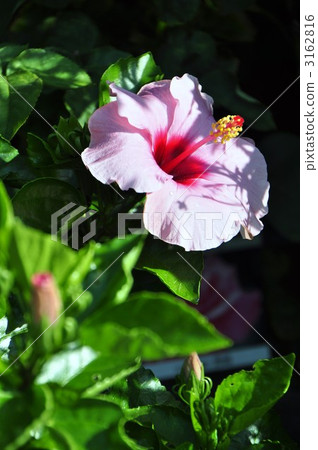 槿 清晨 大花的 3162816