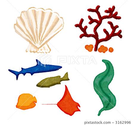 鯊魚 裙帶菜 海藻 3162996