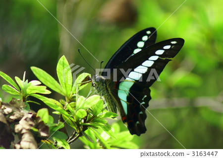 It seems that you are spawning eggs of Blue stripe larva. 3163447