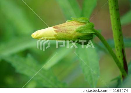 Flower that falls in one day Flower that falls in one day 3163474