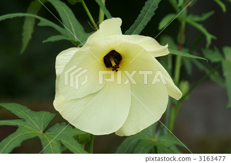 Flower that falls in one day 3163477