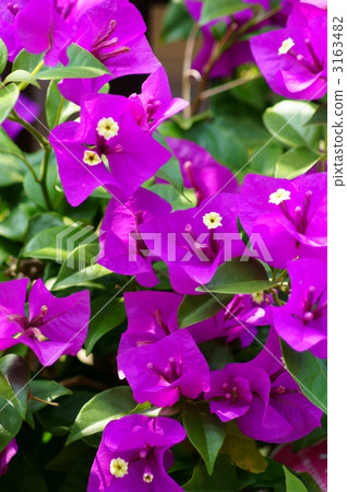 The bougainvillea Japanese name is Raku - zu 3163482