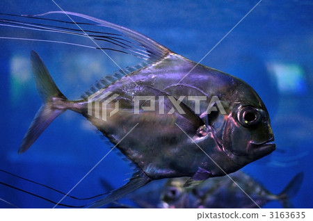 魚 3163635