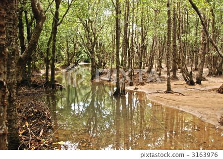 河川鹹水區（石垣島/沖繩縣） 3163976