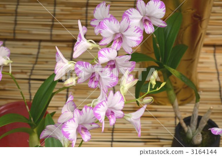 Orchid Orchid 3164144
