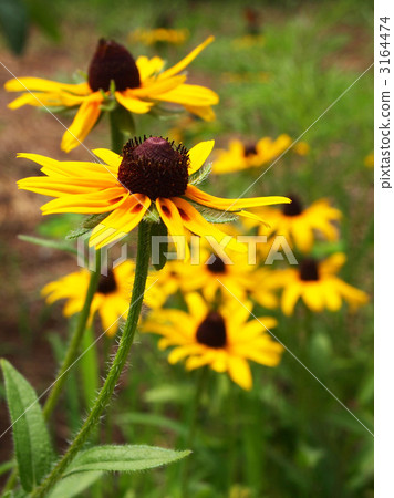 Rudobekia 3164474