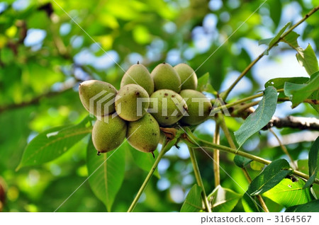walnut, walnut of real, green seeds 3164567