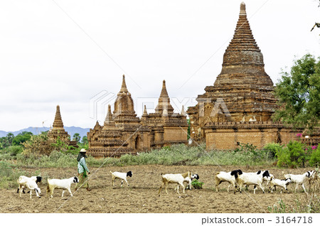 Myanmar Temple Farmer Goat Myanmar Temple Farmer Goat 3164718