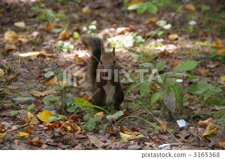 小動物 松鼠 日本北海道松鼠 3165368