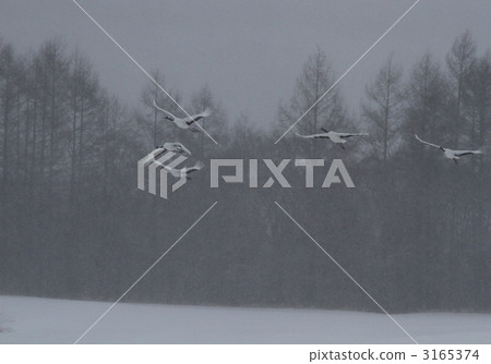 crane, cranes, red-crowned crane 3165374