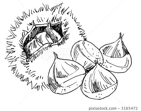 Cracked Chestnut: Line Drawing 3165472