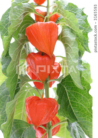 地面櫻桃 3165593