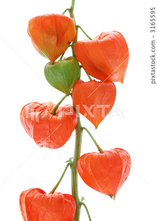 地面櫻桃 3165595