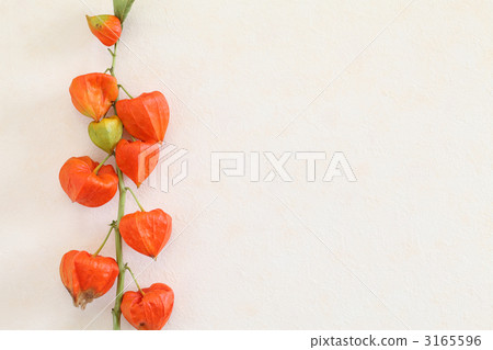 地面櫻桃 3165596