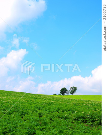 Parent and child tree　 3165753