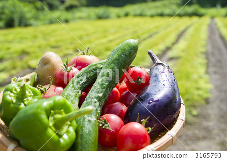 Fields and vegetables 3165793