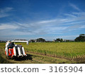 Rice reaping 3165904