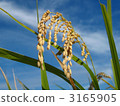 Rice field 3165905