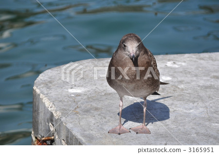 海松gullfish海鯛 海松gullfish海鯛 3165951