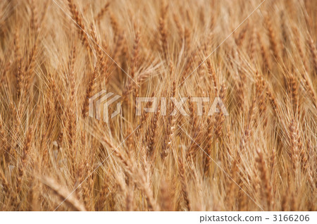 Ripe "Yumekacho" 3166206