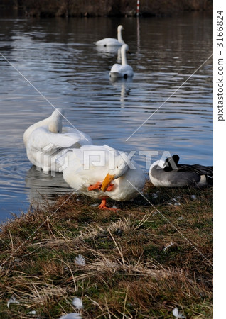 整羽 針尾鴨 鴨 3166824