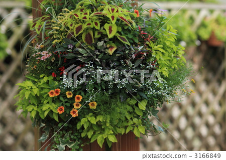 Planting of plants 3166849