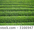 From the tea plantation ~ Makinohara plateau ~ 3166947