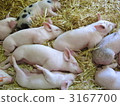 piggy, piglet, young pig 3167700
