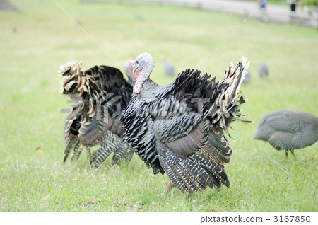 一隻火雞 3167850