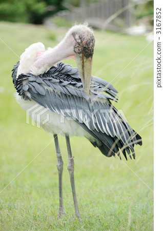 非洲禿鸛 非洲禿鸛 3167852
