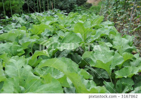 Ohira burdock Ohira burdock 3167862
