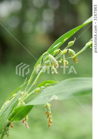 Pearl barley 3167865