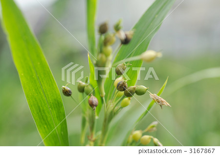 Pearl barley 3167867