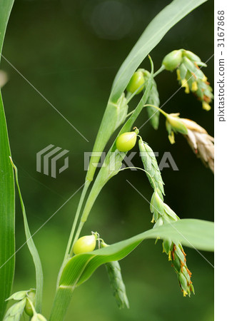 Pearl barley Pearl barley 3167868