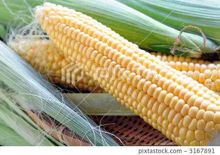Corn 3167891