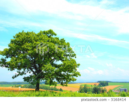 Seven Star Tree 3168414