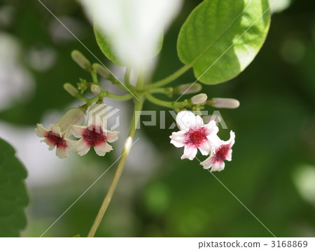 Hexokazura花 Hexokazura花 3168869