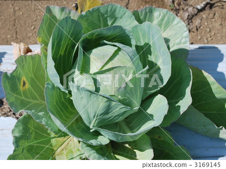 Cabbage cultivated 3169145