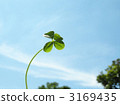 四片葉子的三葉草 3169435