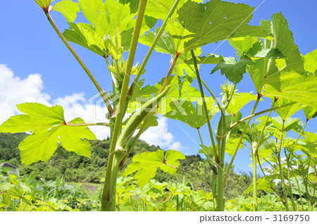 來自高知縣的Maru Okra 3169750
