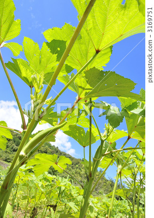 Okura Maru秋葵 3169751