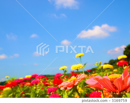 Besshi草和藍天 3169759