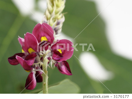 Kuzu no Hana 3170177