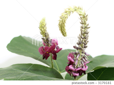 Kuzu no Hana 3170181