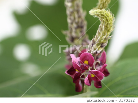 Kuzu no Hana 3170182