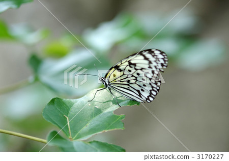 large sesame madaracho, tree nymph butterfly, bug 3170227