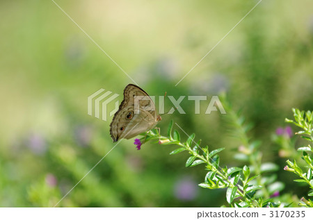 nymphalid, junonia coenia, insect 3170235